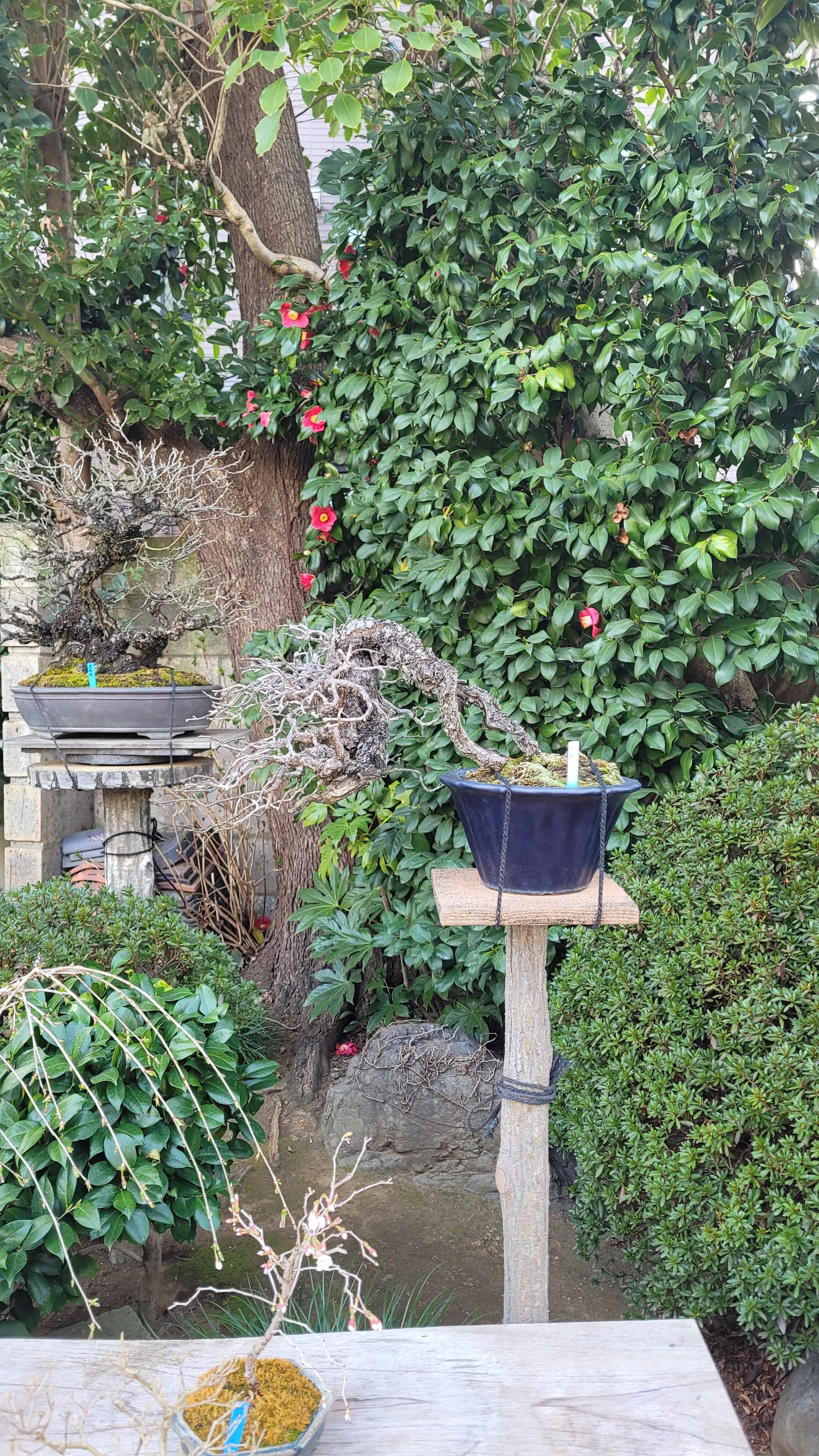 A maple bonsai tree from omiya in Japan